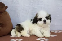 Jada, a female Shih Tzu for sale in Millersburg, IN – 2 of 4