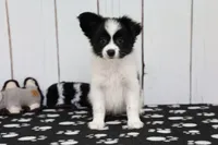 Vadar, a male Papillon for sale in Millersburg, IN – 2 of 4