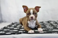 Liv, a female Boston Terrier for sale in Millersburg, IN – 2 of 4