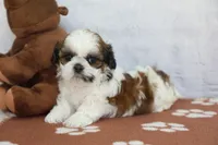 Bandit, a male Shih Tzu for sale in Millersburg, IN – 6 of 7