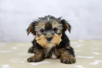 Faith, a female Yorkshire Terrier for sale in Millersburg, IN – Photo 2 of 3
