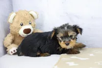 Faith, a female Yorkshire Terrier for sale in Millersburg, IN – Photo 1 of 3