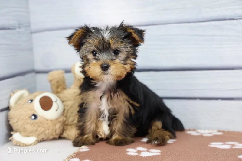 Faith – Yorkshire Terrier puppy for sale in Millersburg, IN