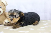 Faith, a female Yorkshire Terrier for sale in Millersburg, IN – Photo 3 of 3