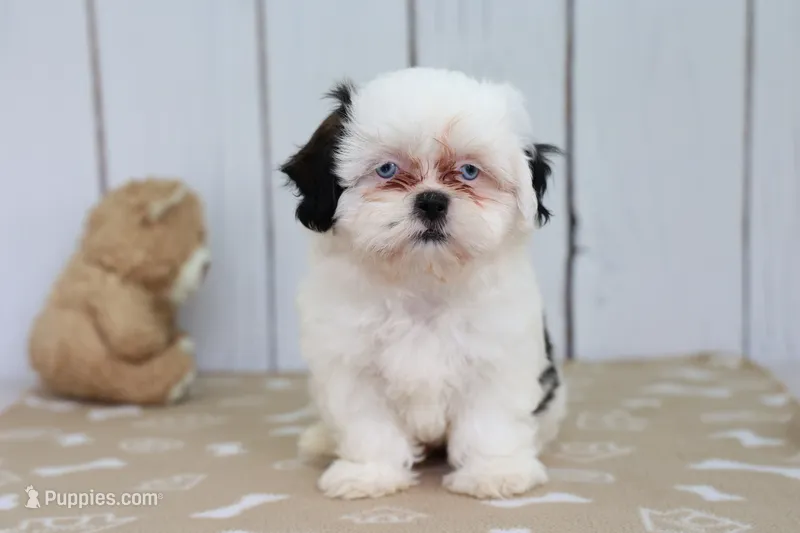 Trey – Shih Tzu puppy for sale in Millersburg, IN