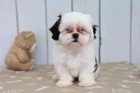 Trey, a male Shih Tzu for sale in Millersburg, IN – 1 of 4