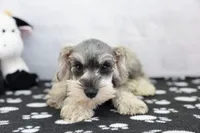 Noriah, a female Miniature Schnauzer for sale in Millersburg, IN – 1 of 4