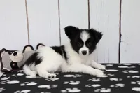 Vadar, a male Papillon for sale in Millersburg, IN – 3 of 4