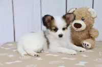 Valor, a male Papillon for sale in Millersburg, IN – 2 of 4