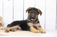 Aaron, a male German Shepherd Dog for sale in Millersburg, IN – 3 of 4