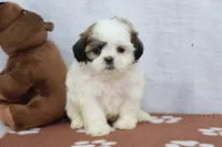 Judy, a female Shih Tzu for sale in Millersburg, IN – 3 of 4