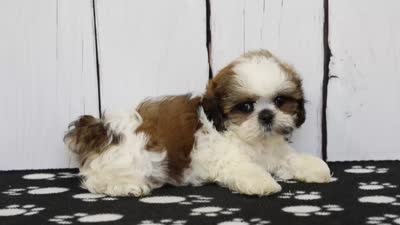 Bandit, a male Shih Tzu for sale in Millersburg, IN – 5 of 7