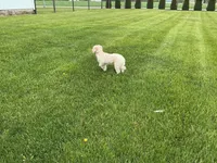  Bailey, a female Goldendoodle for sale in Millersburg, IN – Photo 6 of 6