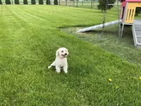  Bailey, a female Goldendoodle for sale in Millersburg, IN – Photo 2 of 6