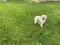  Bailey, a female Goldendoodle for sale in Millersburg, IN – Photo 3 of 6