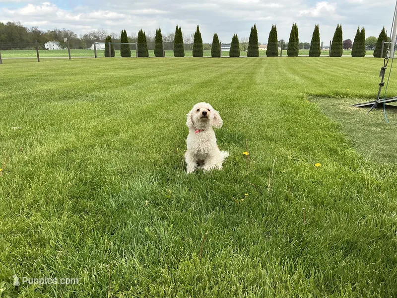  Bailey – Goldendoodle puppy for sale in Millersburg, IN