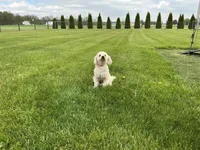  Bailey, a female Goldendoodle for sale in Millersburg, IN – Photo 1 of 6