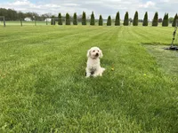  Bailey, a female Goldendoodle for sale in Millersburg, IN – Photo 4 of 6