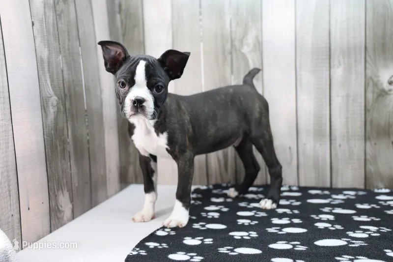 Landon – Boston Terrier puppy for sale in Millersburg, IN