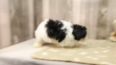 Kevin, a male Shichon for sale in Millersburg, IN – 4 of 4