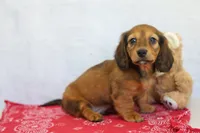 Yuri, a male Miniature Dachshund for sale in Millersburg, IN – 1 of 3