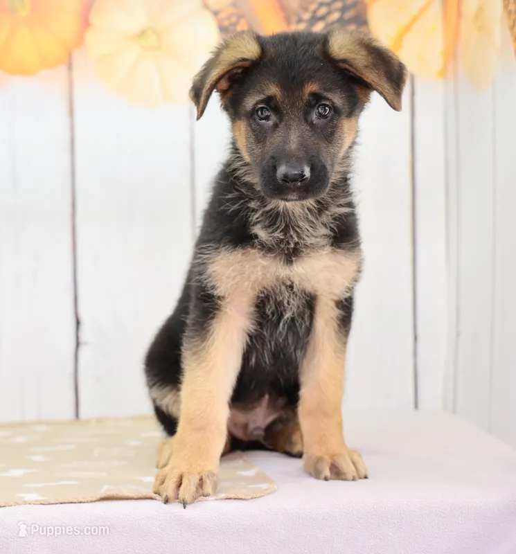 Aaron – German Shepherd Dog puppy for sale in Millersburg, IN