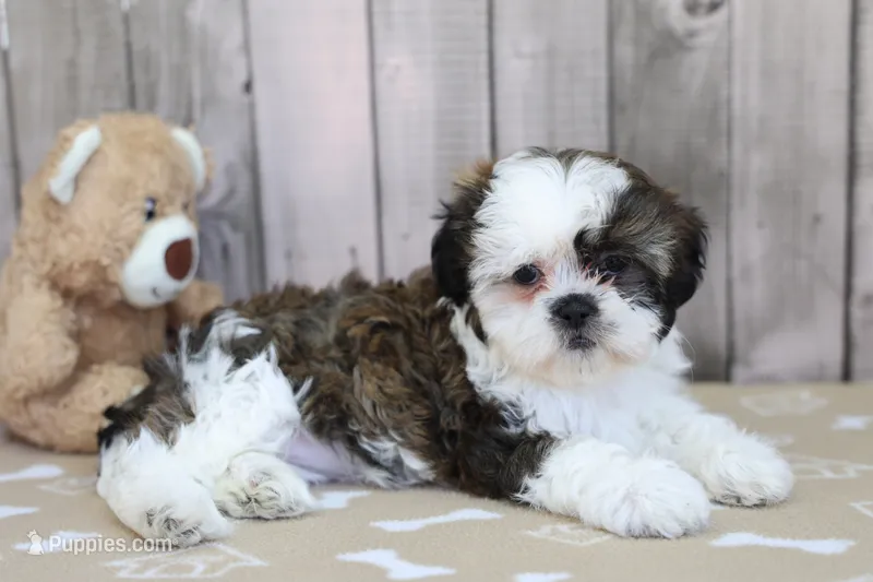 Mia – Shih Tzu puppy for sale in Millersburg, IN