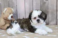 Mia, a female Shih Tzu for sale in Millersburg, IN – 1 of 3