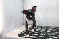 Liam, a male Boston Terrier for sale in Millersburg, IN – 2 of 4