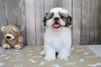Mitchell, a male Shih Tzu for sale in Millersburg, IN – 3 of 3