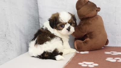 Jill, a female Shih Tzu for sale in Millersburg, IN – 4 of 4
