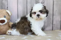 Molly, a female Shih Tzu for sale in Millersburg, IN – 2 of 3