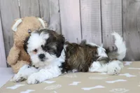 Mia, a female Shih Tzu for sale in Millersburg, IN – 3 of 3