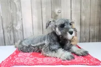United, a male Miniature Schnauzer for sale in Millersburg, IN – Photo 3 of 6
