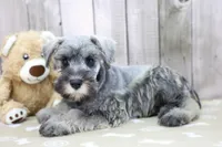 United, a male Miniature Schnauzer for sale in Millersburg, IN – Photo 3 of 3