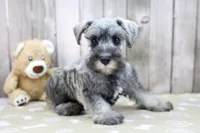 United, a male Miniature Schnauzer for sale in Millersburg, IN – Photo 1 of 3