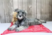 United, a male Miniature Schnauzer for sale in Millersburg, IN – Photo 1 of 6