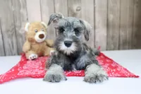 United, a male Miniature Schnauzer for sale in Millersburg, IN – Photo 2 of 6