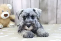 United, a male Miniature Schnauzer for sale in Millersburg, IN – Photo 2 of 3