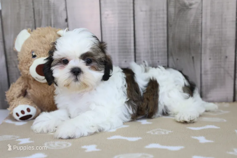 Molly – Shih Tzu puppy for sale in Millersburg, IN