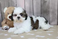 Molly, a female Shih Tzu for sale in Millersburg, IN – 1 of 3
