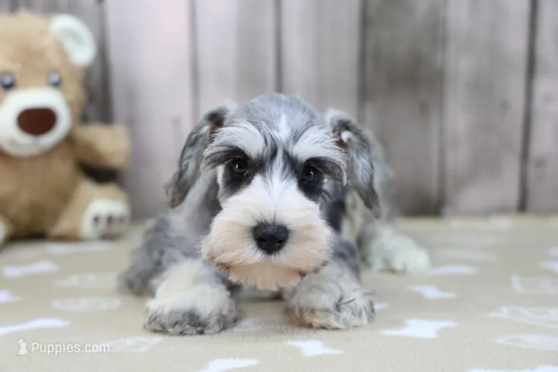 Ulla – Miniature Schnauzer puppy for sale in Millersburg, IN
