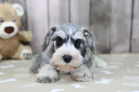 Ulla, a female Miniature Schnauzer for sale in Millersburg, IN – Photo 1 of 3