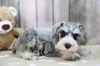 Ulla, a female Miniature Schnauzer for sale in Millersburg, IN – Photo 2 of 3