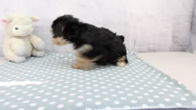 Oaklynn, a female Morkie for sale in Millersburg, IN – 4 of 4