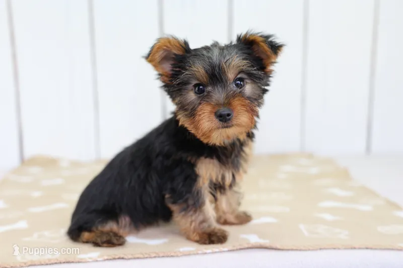 Rio – Yorkshire Terrier puppy for sale in Millersburg, IN