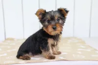 Rio, a male Yorkshire Terrier for sale in Millersburg, IN – 1 of 4