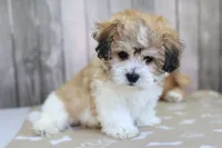 Stetson, a male Shichon for sale in Millersburg, IN – 3 of 3