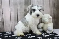 Nate, a male Miniature Schnauzer for sale in Millersburg, IN – 2 of 4