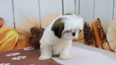 Rose, a female Shih Tzu for sale in Millersburg, IN – 4 of 4